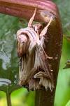 Actinotia polyodon