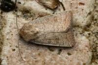 Hoplodrina ambigua
