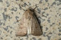Hoplodrina ambigua