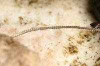 Hoplodrina ambigua