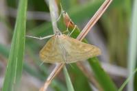 Sitochroa verticalis