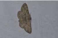 Peribatodes rhomboidaria