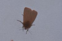 Phragmatobia fuliginosa