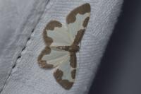 Lomaspilis marginata