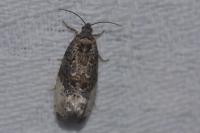 Hedya nubiferana