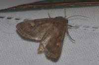 Lacanobia oleracea