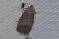 Cydia pomonella