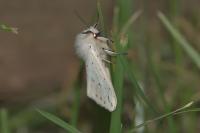 Spilosoma lubricipeda