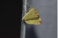 Opisthograptis luteolata