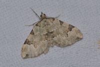Colostygia pectinataria