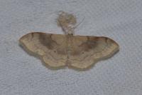 Idaea degeneraria