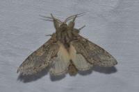 Peridea anceps