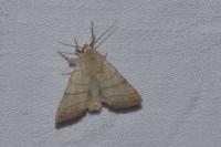 Charanyca trigrammica