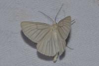 Siona lineata