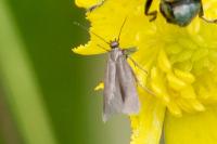 Coleophora