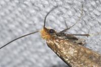 Nematopogon adansoniella