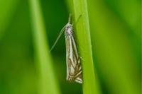Crambus lathoniellus