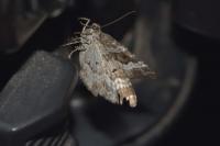 Epirrhoe alternata