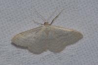 Idaea subsericeata