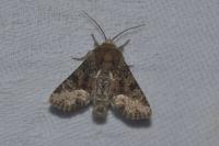 Oligia