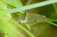 Philereme vetulata