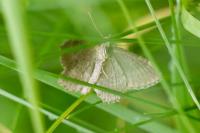 Philereme vetulata