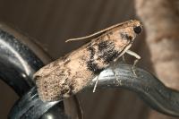Euzophera pinguis