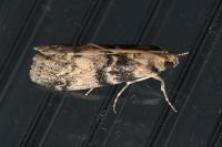 Euzophera pinguis