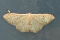 Idaea straminata