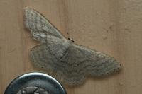 Idaea subsericeata