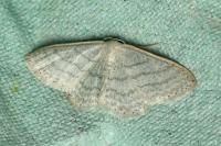 Idaea subsericeata