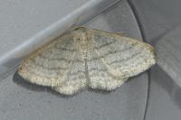 Idaea subsericeata