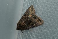Oligia