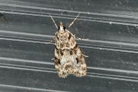 Eudonia delunella