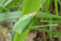 Tortrix viridana