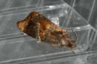 Ditula angustiorana