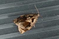 Archips crataegana
