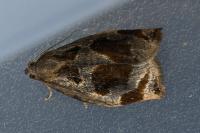 Archips crataegana