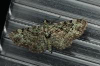 Pasiphila rectangulata