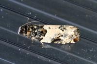 Gypsonoma sociana
