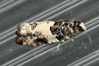 Gypsonoma sociana