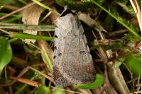 Lygephila craccae