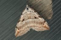 Aplocera plagiata