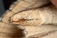 Aplocera plagiata