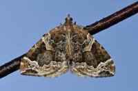 Eulithis prunata
