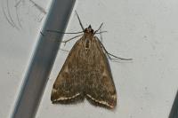 Loxostege sticticalis