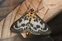 Anania hortulata