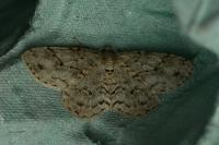 Ectropis crepuscularia