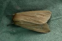 Mythimna pallens