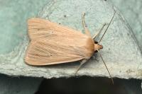 Mythimna pallens